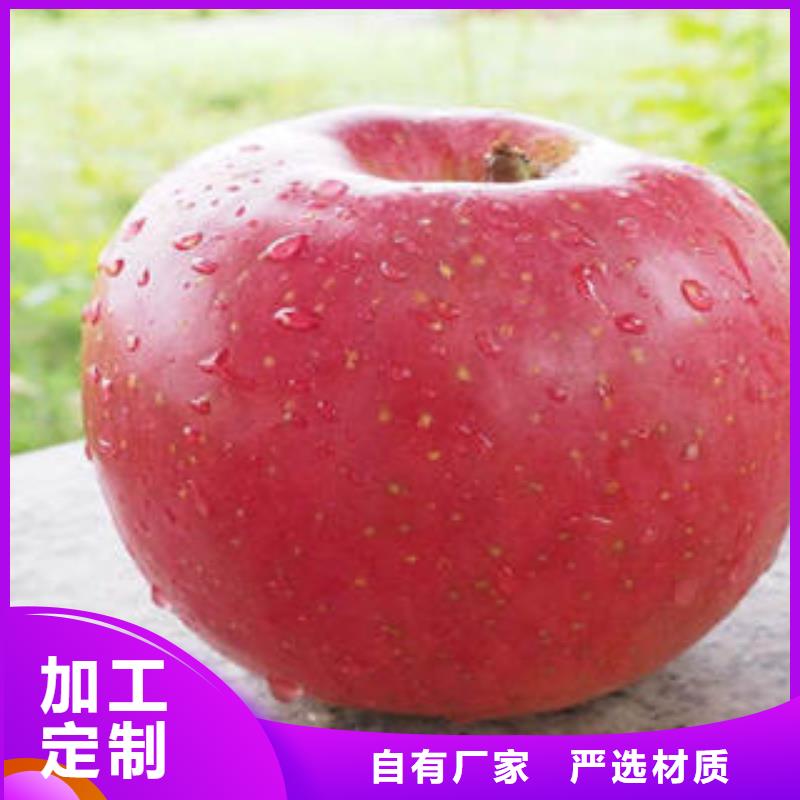 
红富士苹果生产基地景才