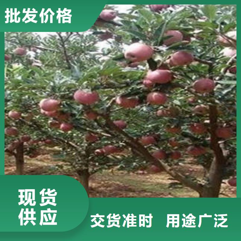 晋城
红富士苹果好货直供