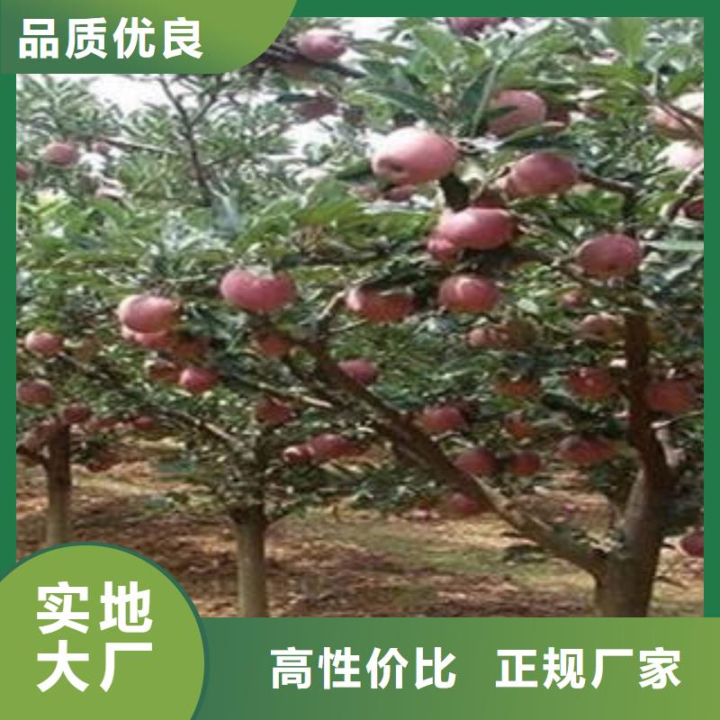 广安
红富士苹果技术服务