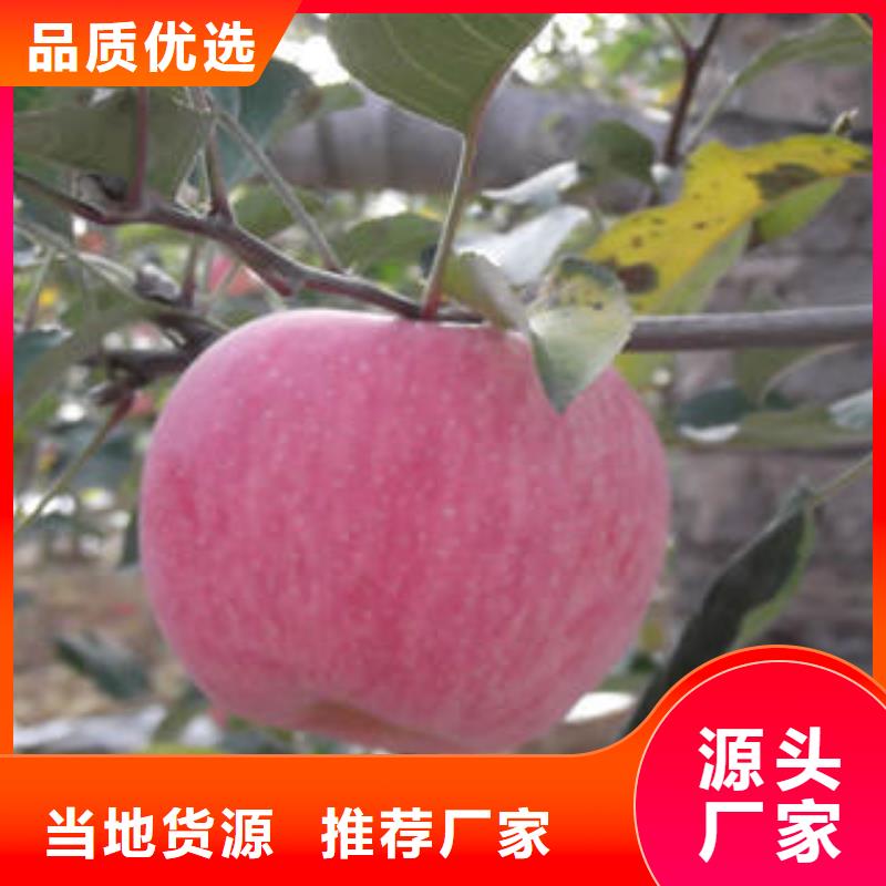 沈阳
红富士苹果栽培时间