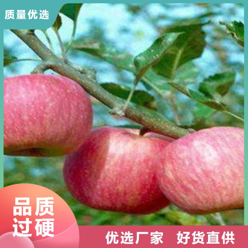 南平
红富士苹果种植基地