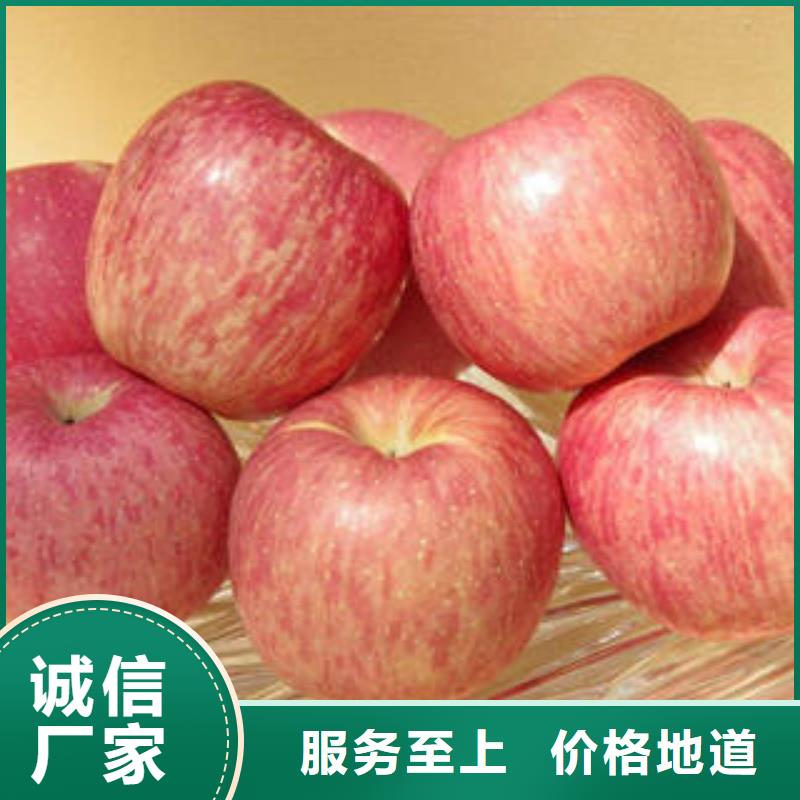 滨州本地嘎啦苹果多少钱