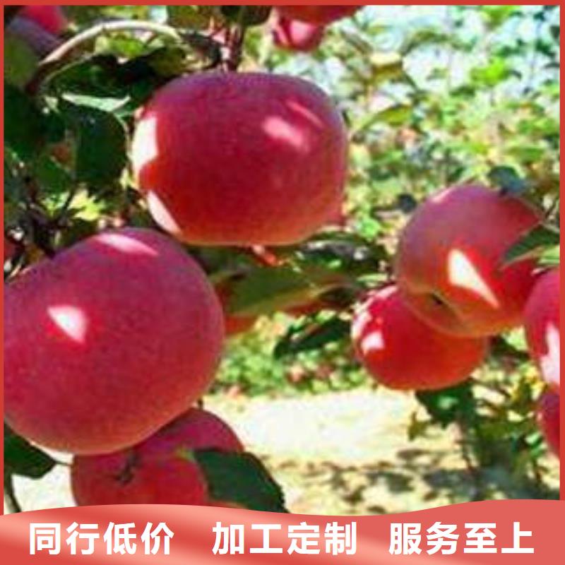襄阳
红富士苹果出售