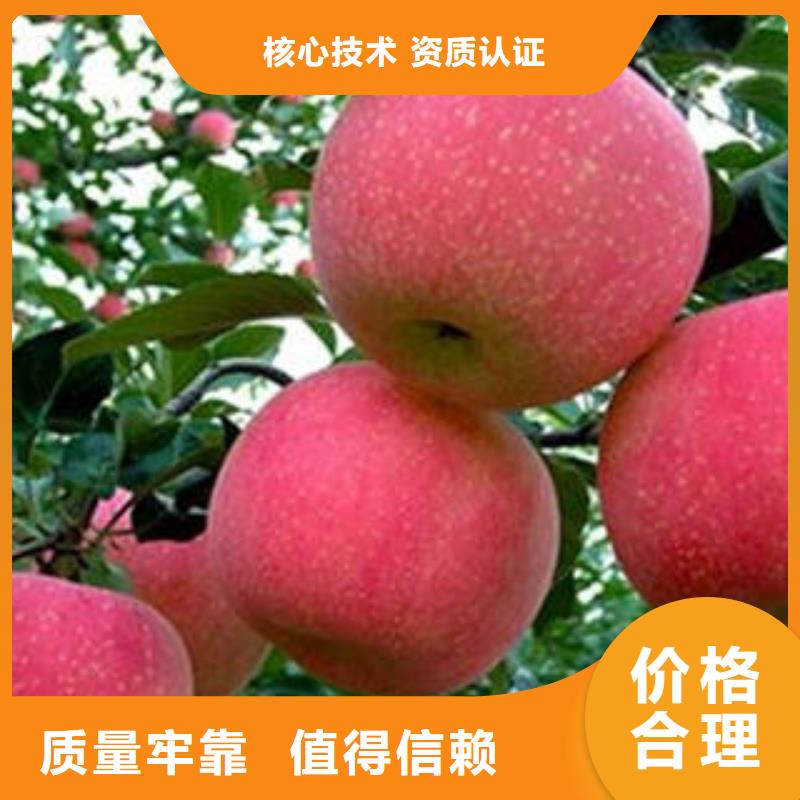 铜川生产苹果
品种保证景才