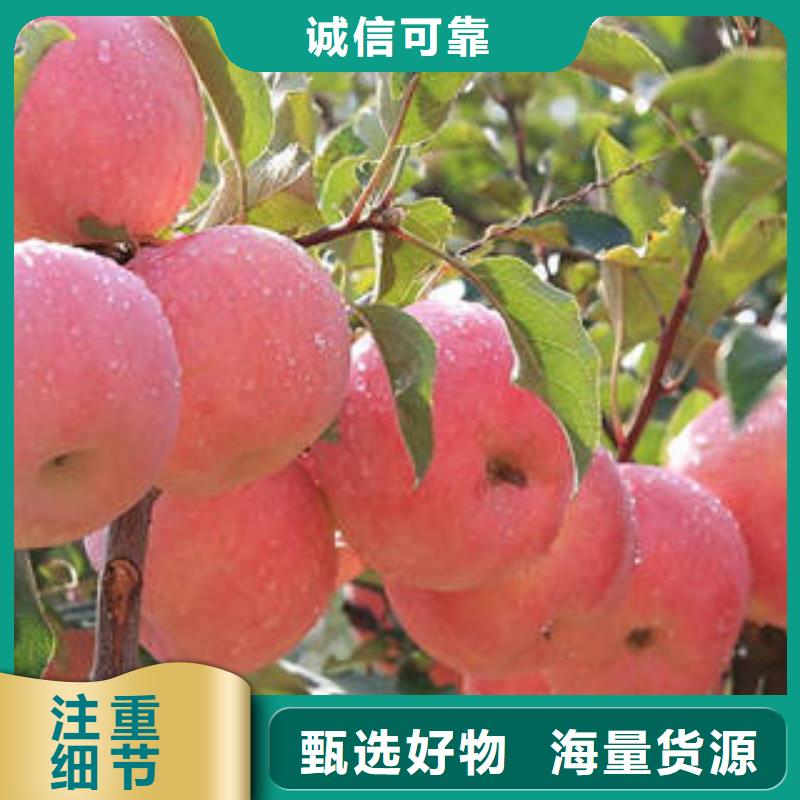 
红富士苹果栽培时间景才