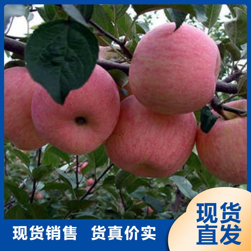 鹤壁苹果
生产基地