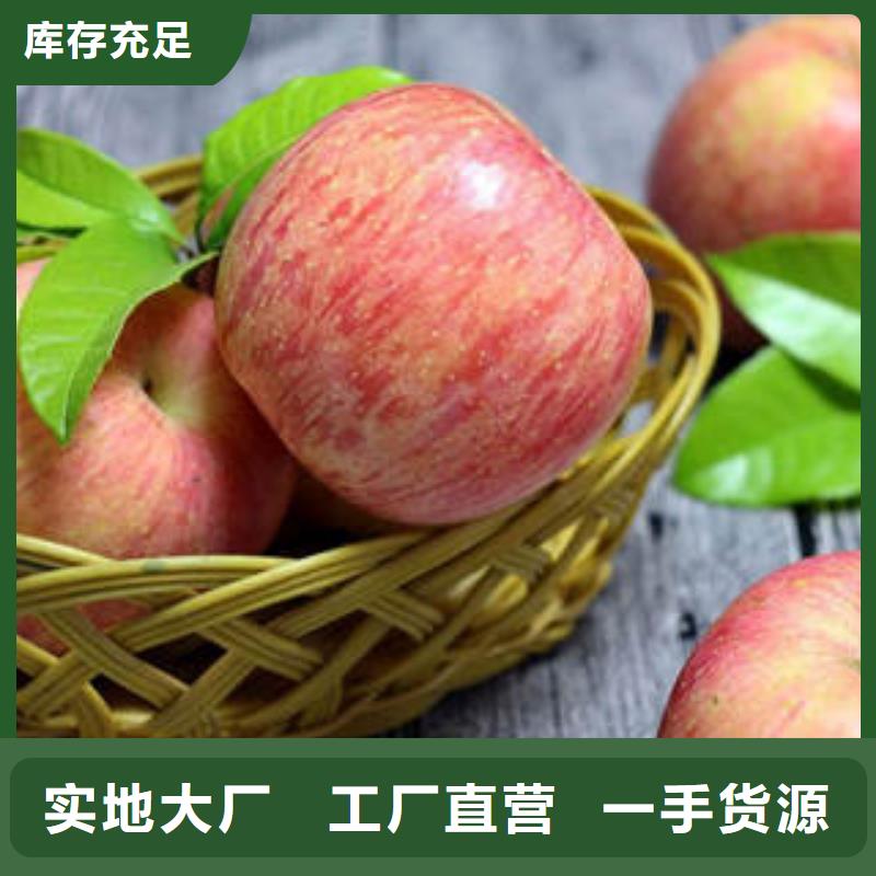 大厂生产品质[景才]红富士苹果【苹果种植基地】专注质量