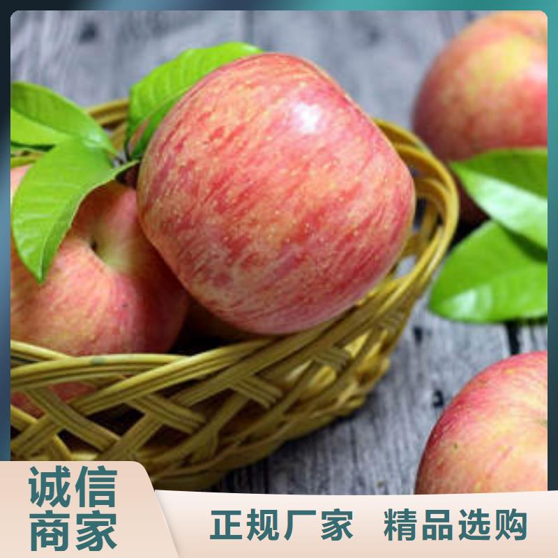 【景才】红富士苹果量大价廉景才-景才农产品专业合作社