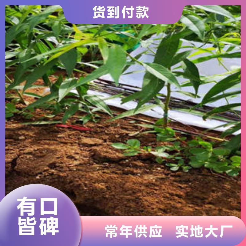 永莲蜜桃三号桃树苗9公分