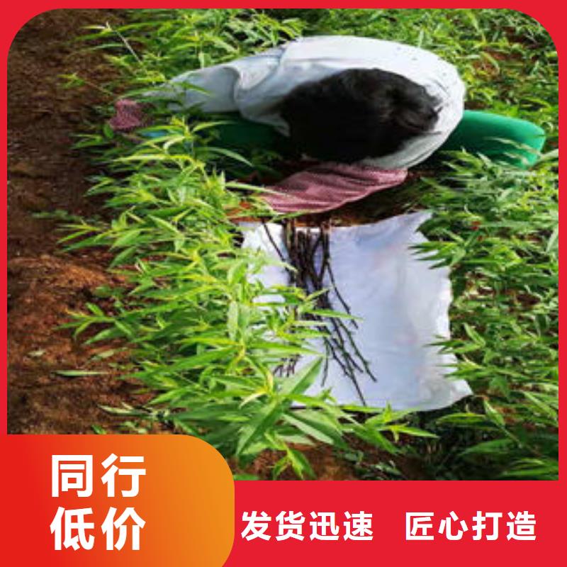 永莲蜜桃三号桃树苗种植方法及时间