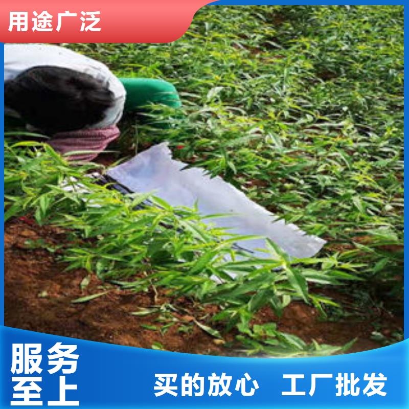 北京八号毛桃树苗种植技术