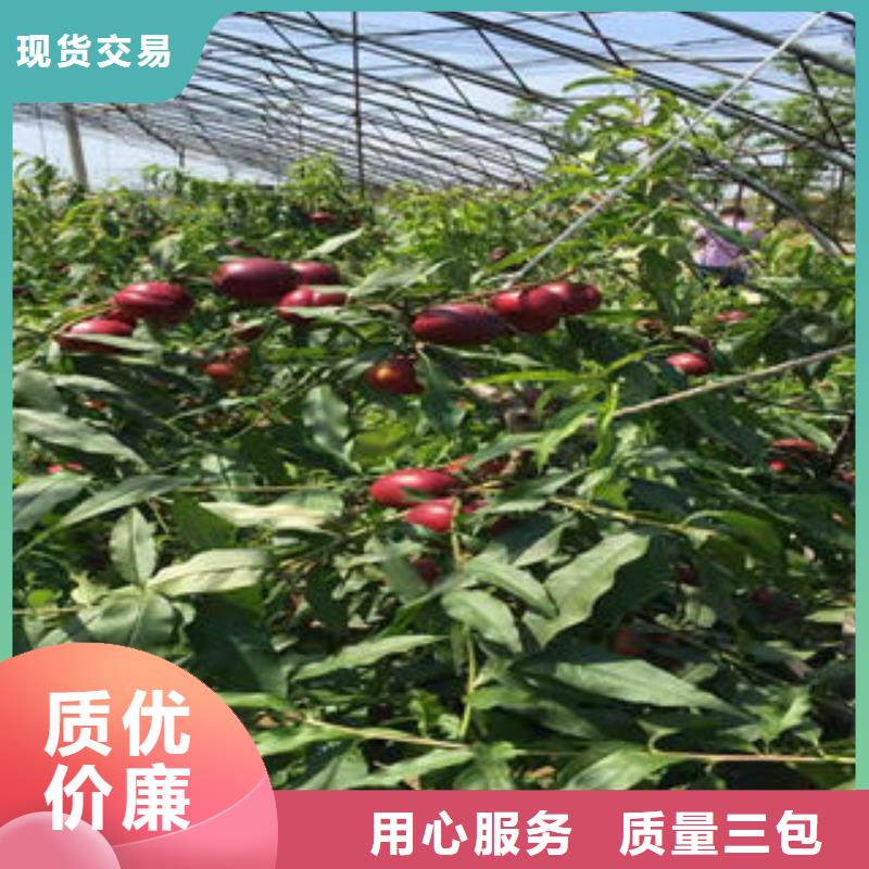 白如玉桃树苗15公分