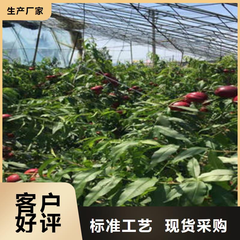 广州询价晚熟油桃树苗0.7厘米