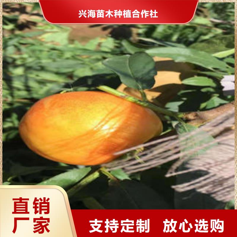 呼和浩特当地中油桃树苗30公分