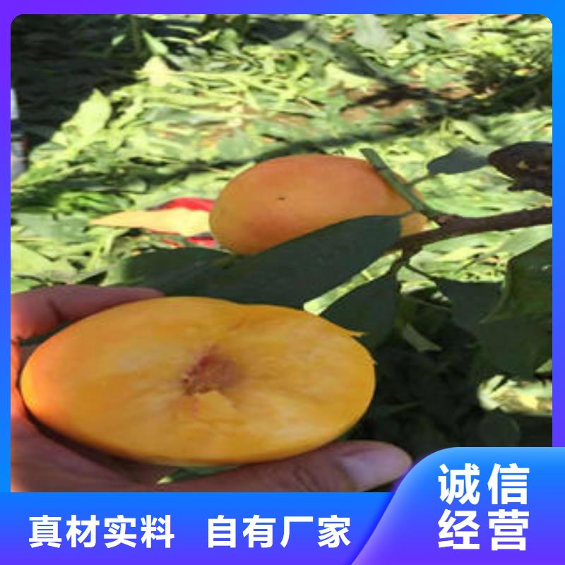 中华黑桃树苗10公分