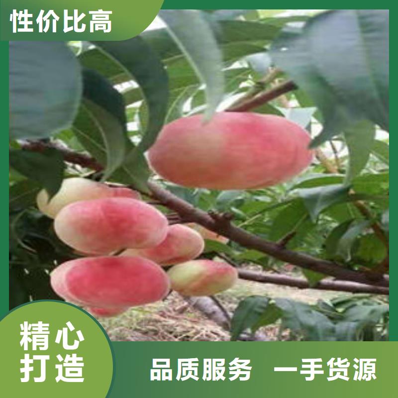 【惠州】当地早露蟠桃树苗0.8公分