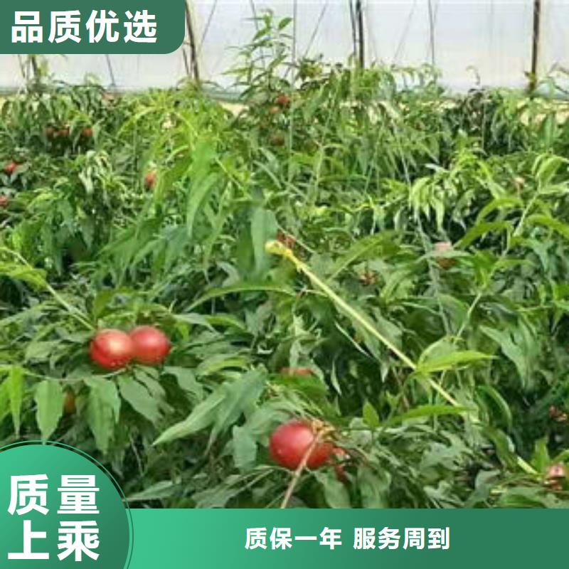 早凤王树苗6公分