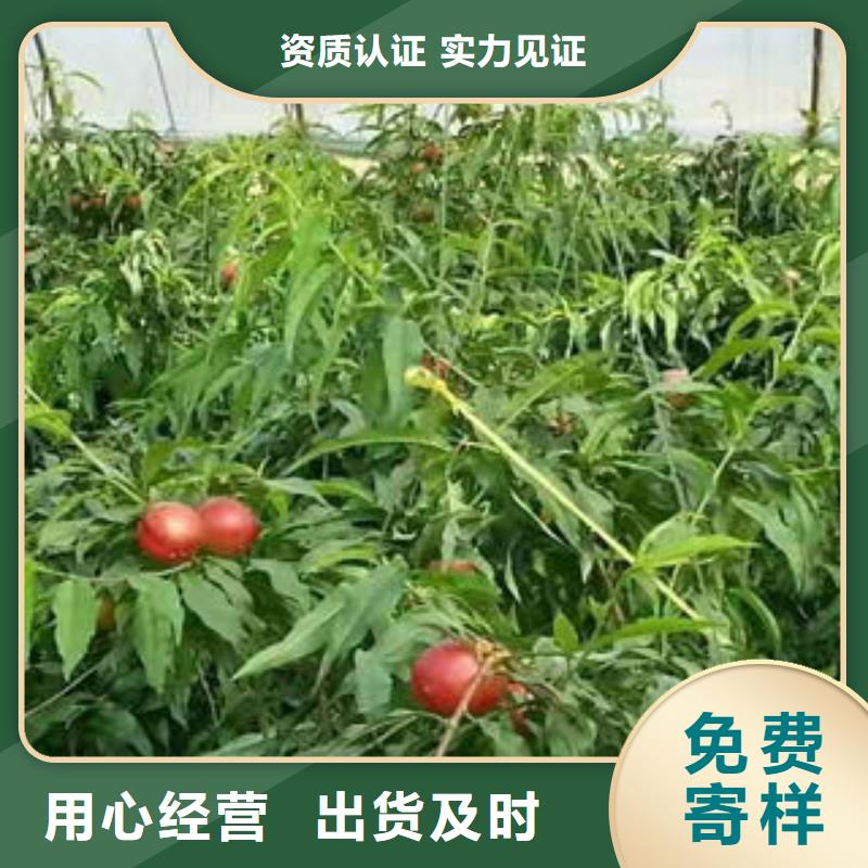 瑞蟠3号蟠桃树苗种植时间