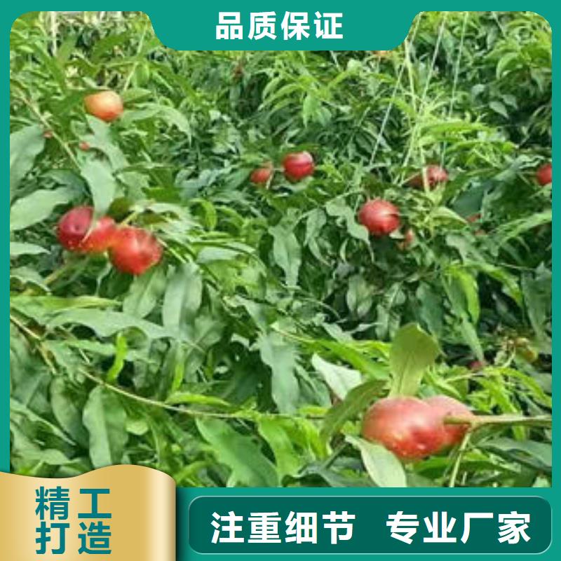 【深圳】周边黄金冠桃树苗2公分