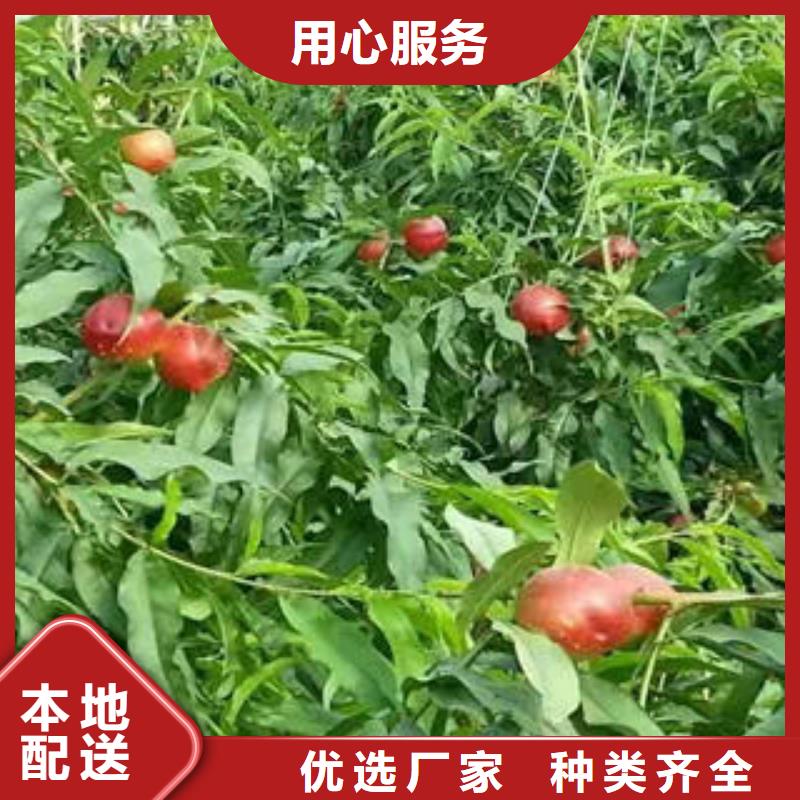 早黄蟠桃树苗6公分