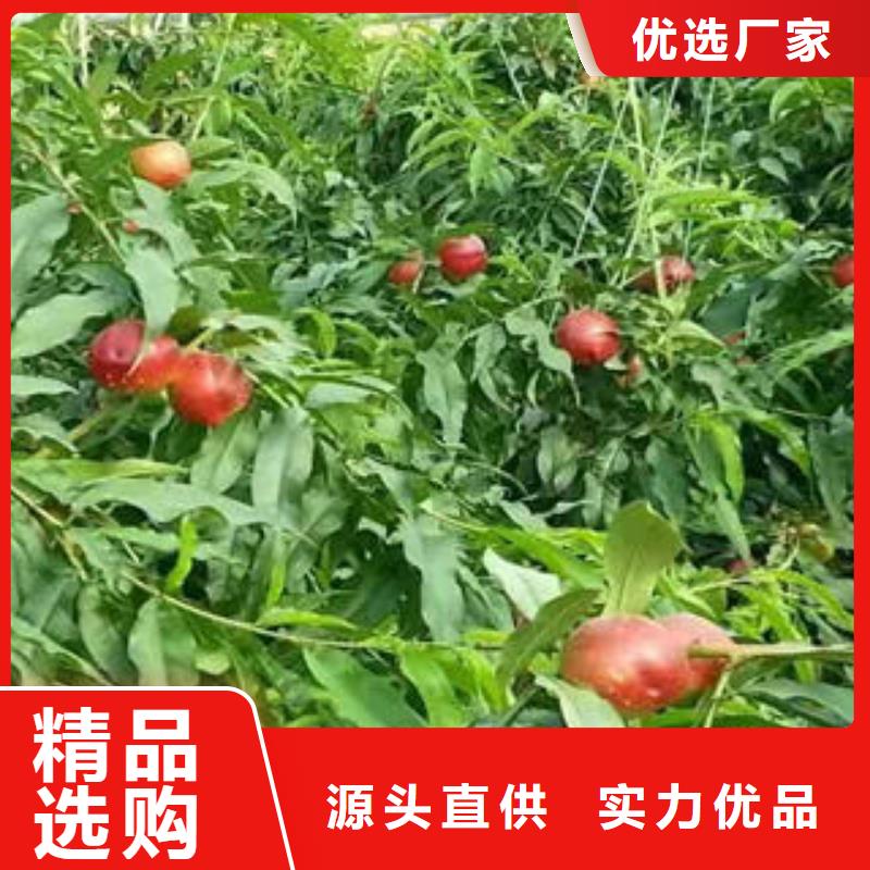 桃树苗种植时间