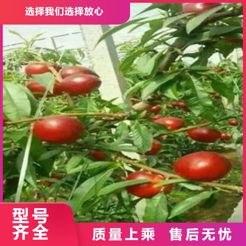 惠州直供黄桃树苗1.5公分