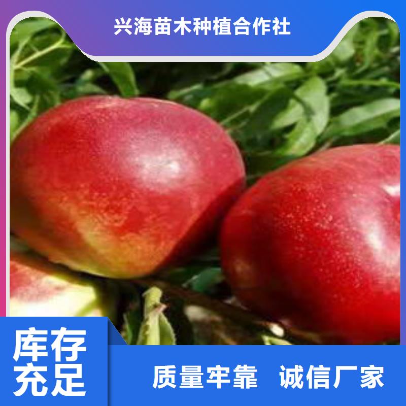 《烟台》询价中秋红蜜树苗0.6公分