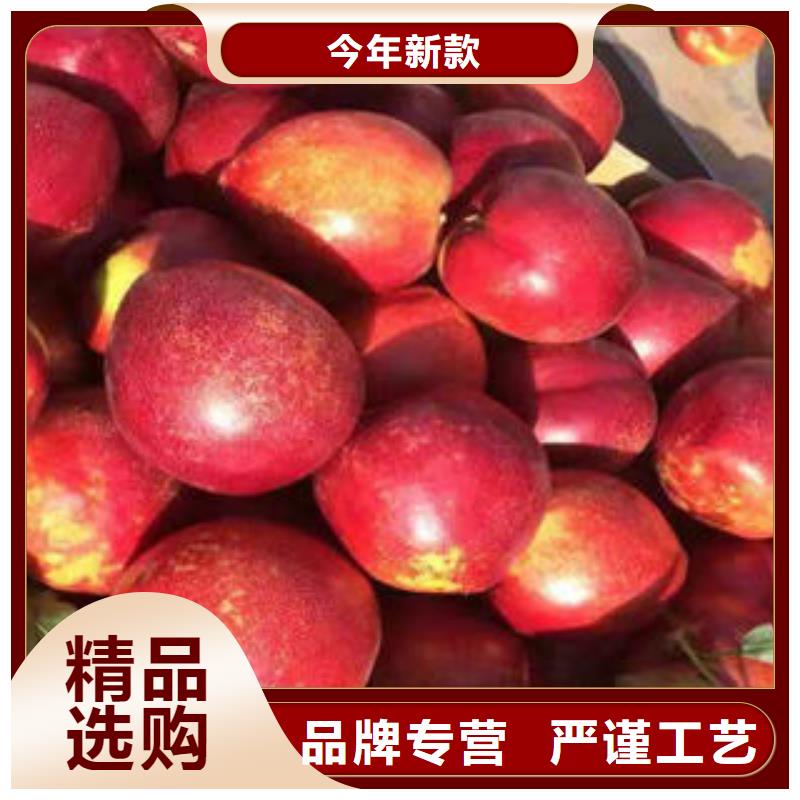 吕梁订购双红油桃树苗2公分