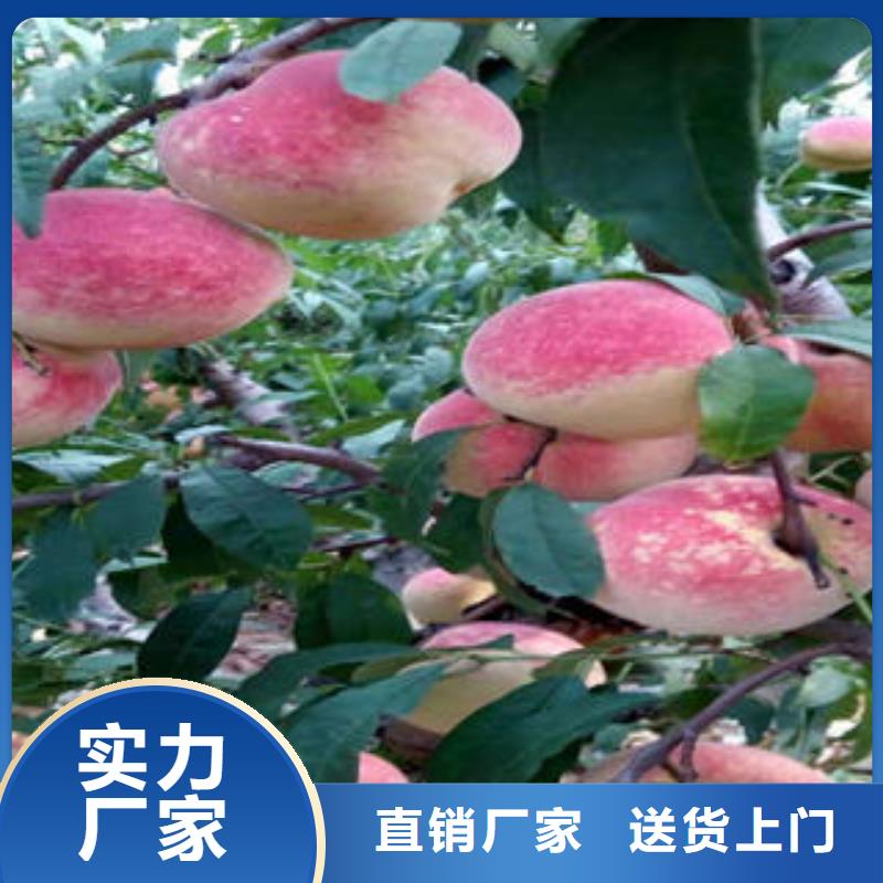 广州咨询永莲蜜桃7号桃树苗哪里有卖的