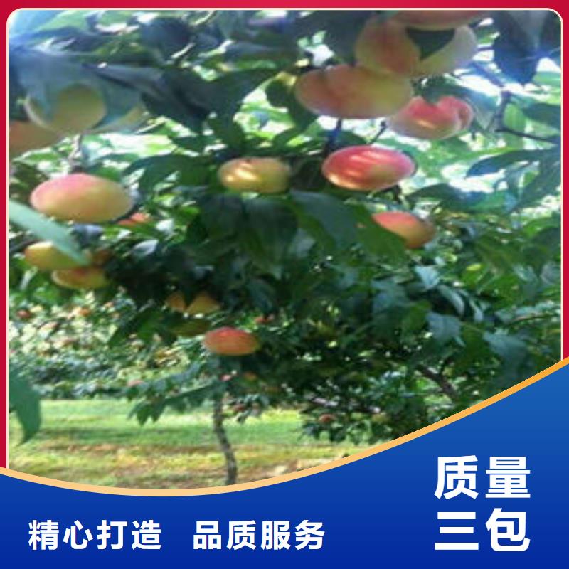江西本地映霜红桃树苗3公分