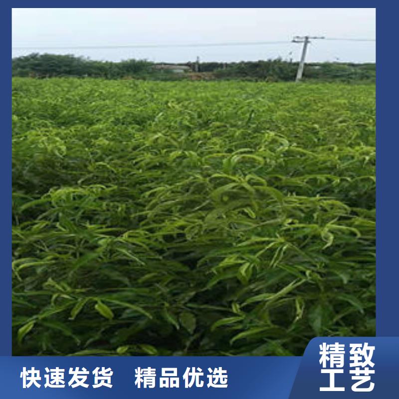 永莲蜜桃5号桃树苗18公分