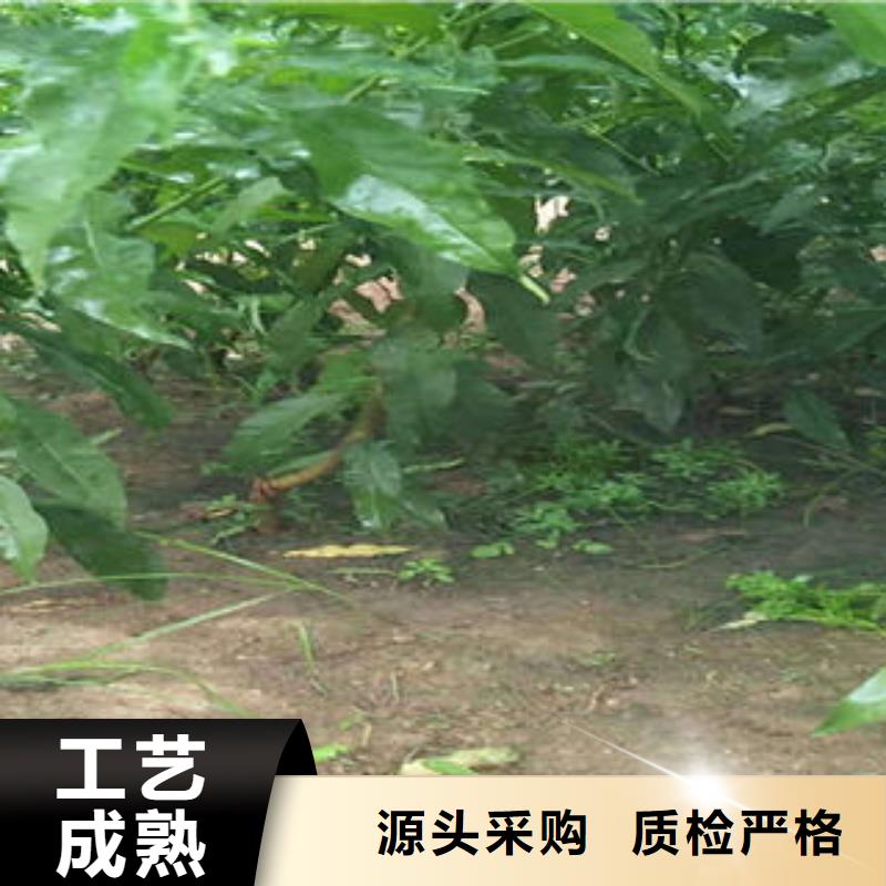 三明选购极早红油桃树苗1.5公分