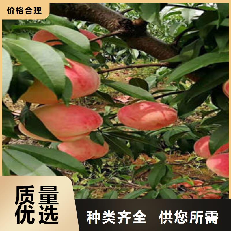 《榆林》直销永莲蜜桃五号桃树苗0.7公分