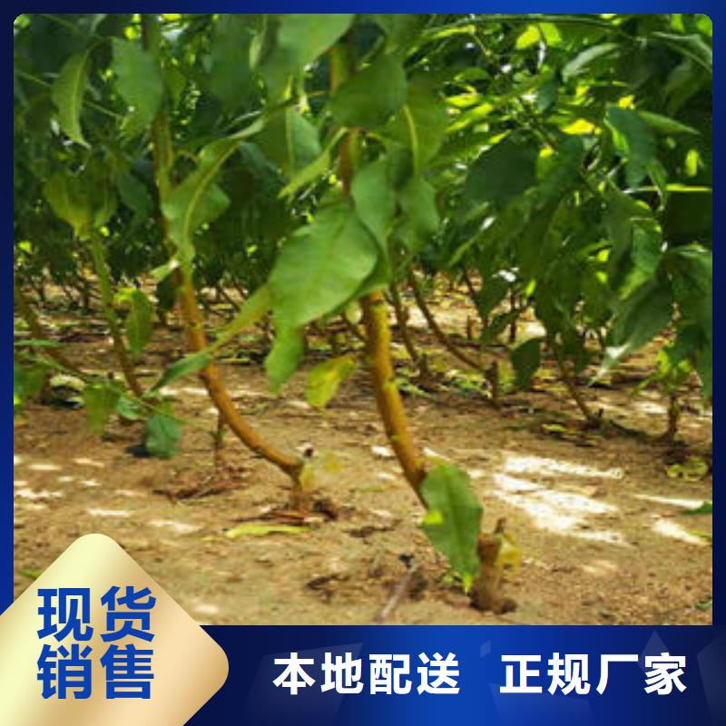 厂家定制[兴海]中桃金蜜桃树苗产地价格