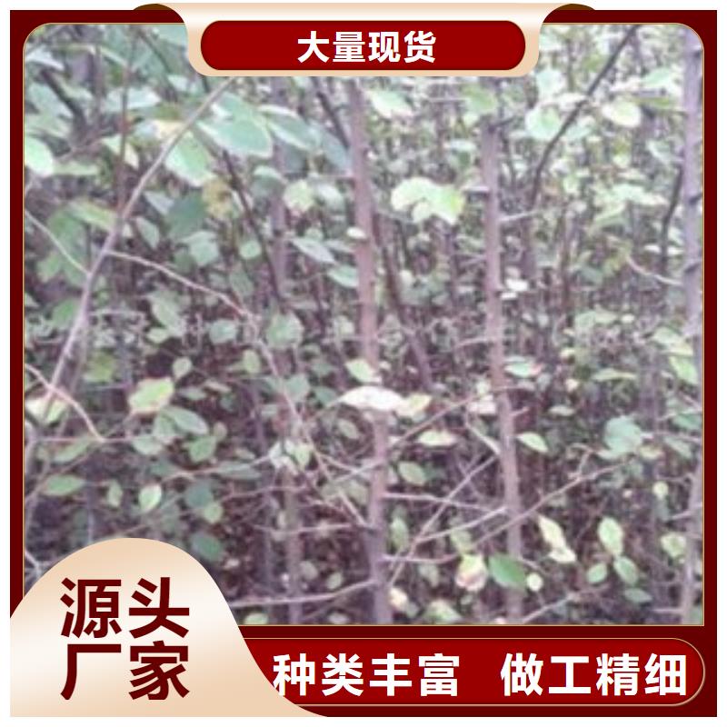 梨树苗花椒苗质量层层把关