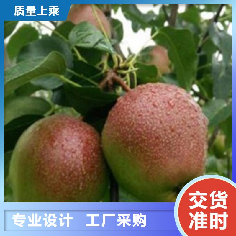 【珠海】经营玉露香梨树苗品种