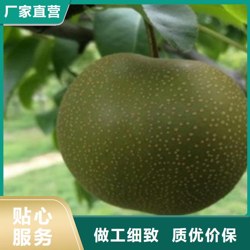 《湘潭》该地冬蜜梨树苗亩产多少