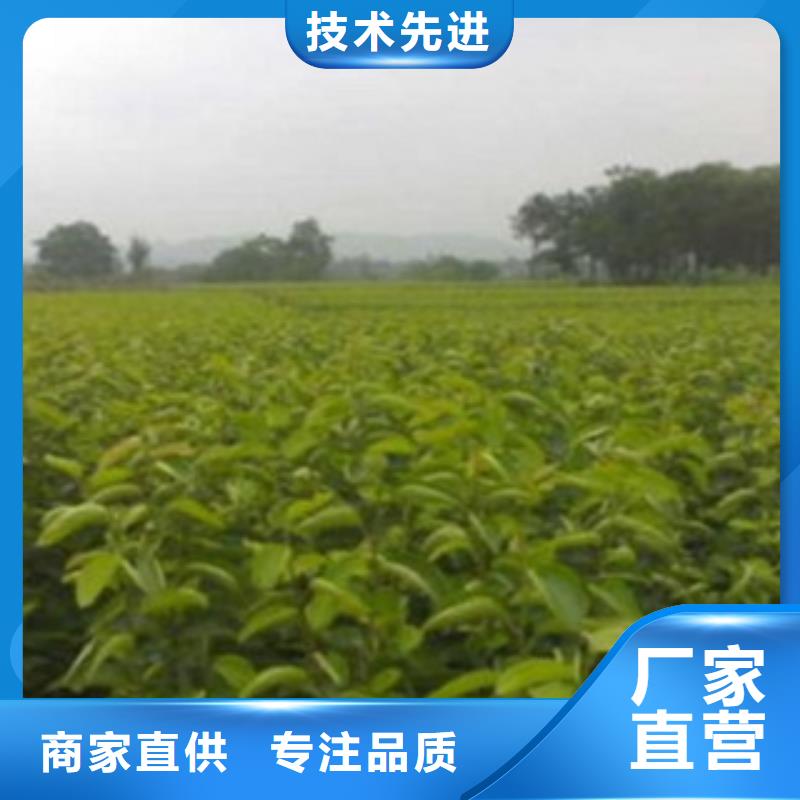 惠州该地两年生一亩地种植利润