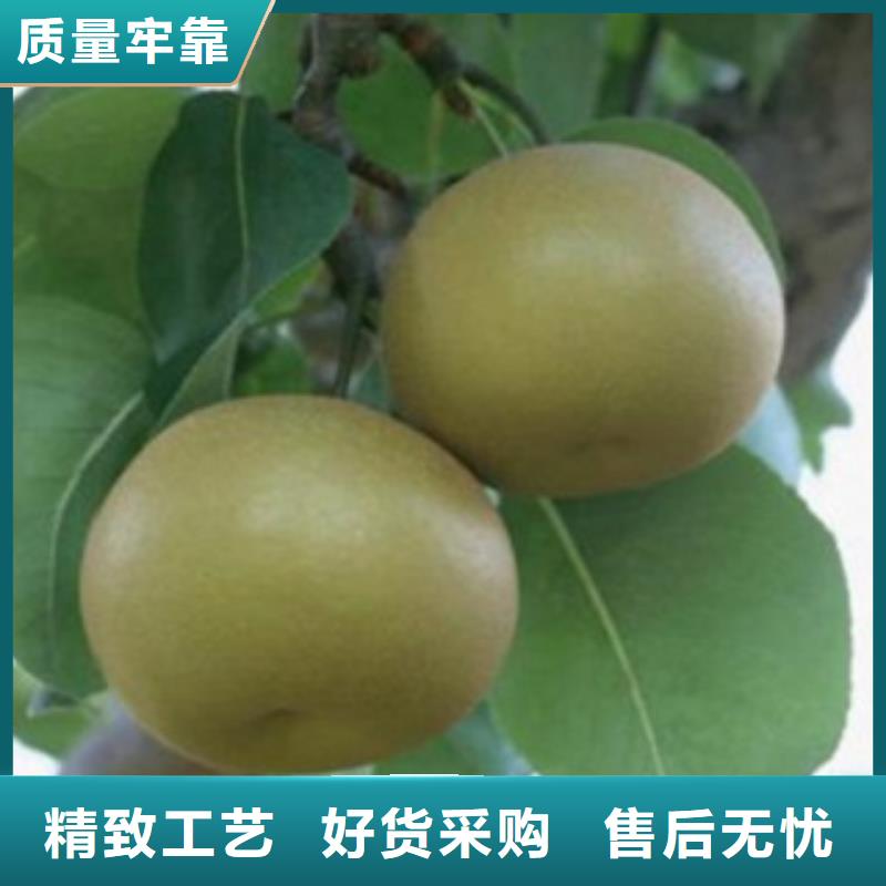 衡阳采购早酥红梨树苗0.8厘米