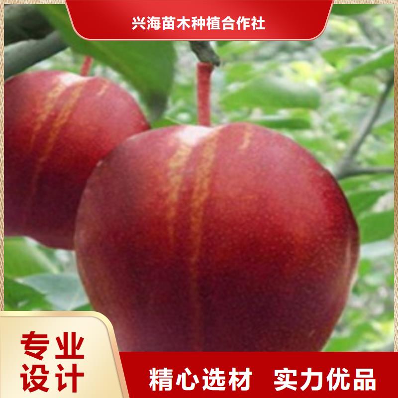 【珠海】经营玉露香梨树苗品种