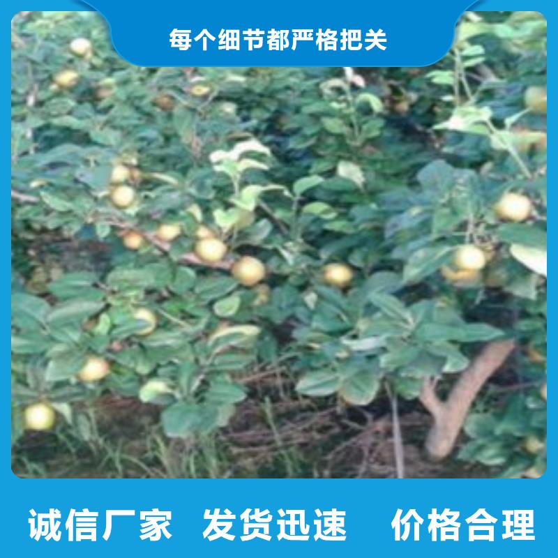 早酥红梨树苗种植技术