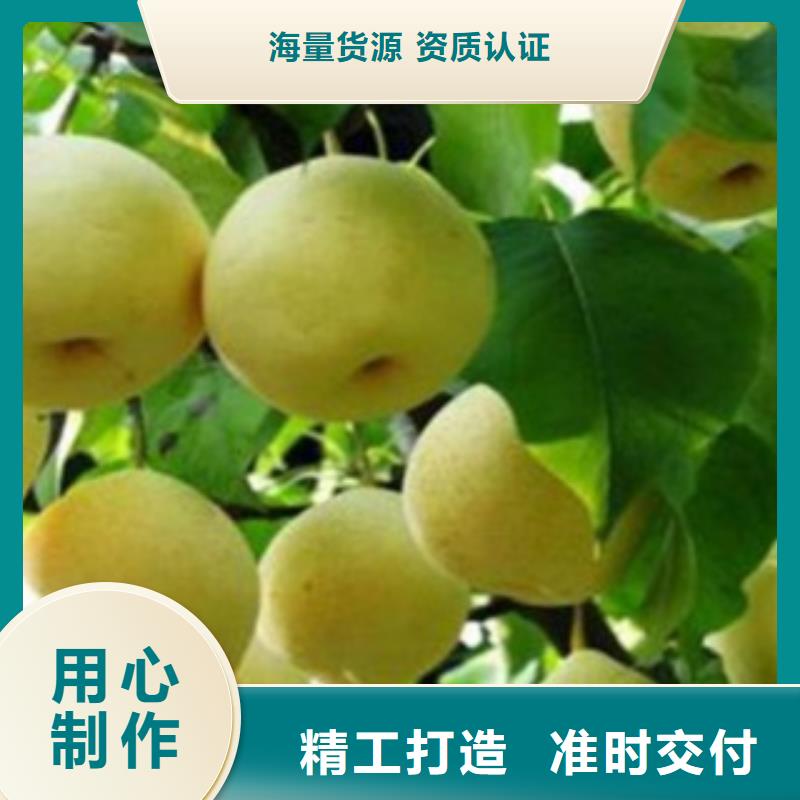 专业生产品质保证[兴海]梨树苗-桃树苗今日新品