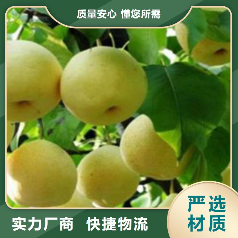 黄梨树苗1.2厘米