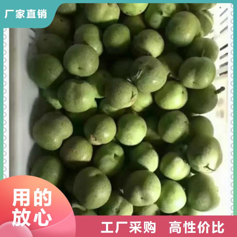 清香核桃树苗量大从优