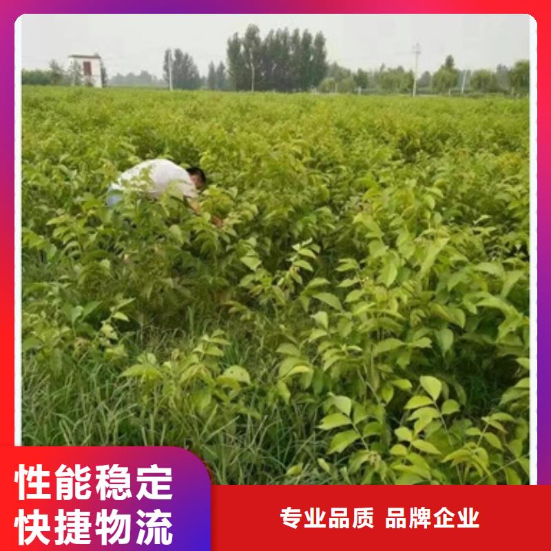 嫁接核桃树苗种植基地