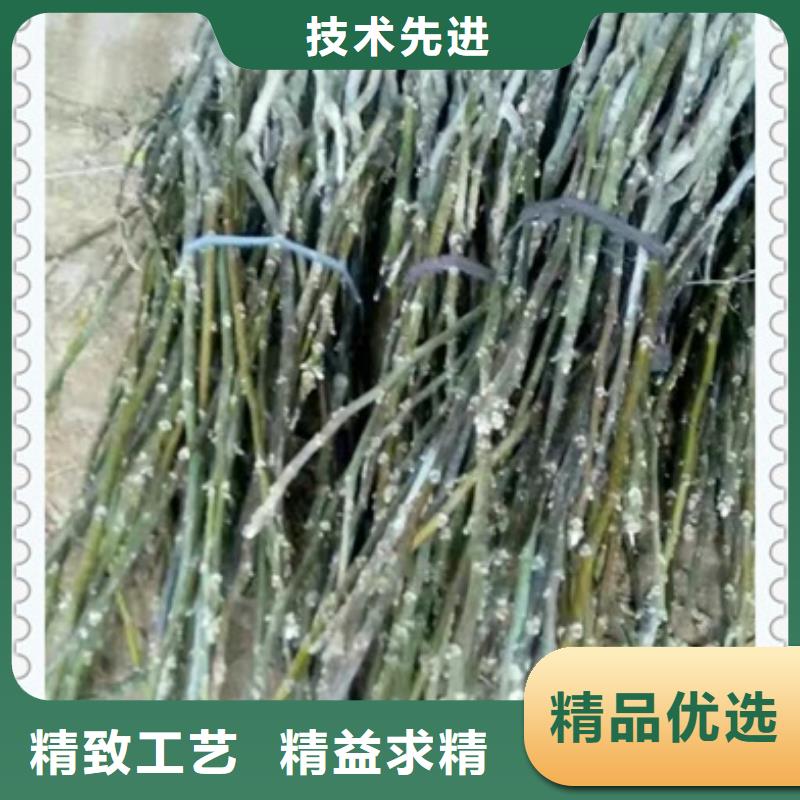 核桃苗种植方法