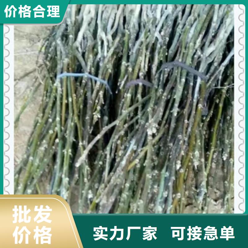 薄壳香核桃苗树苗种植方法