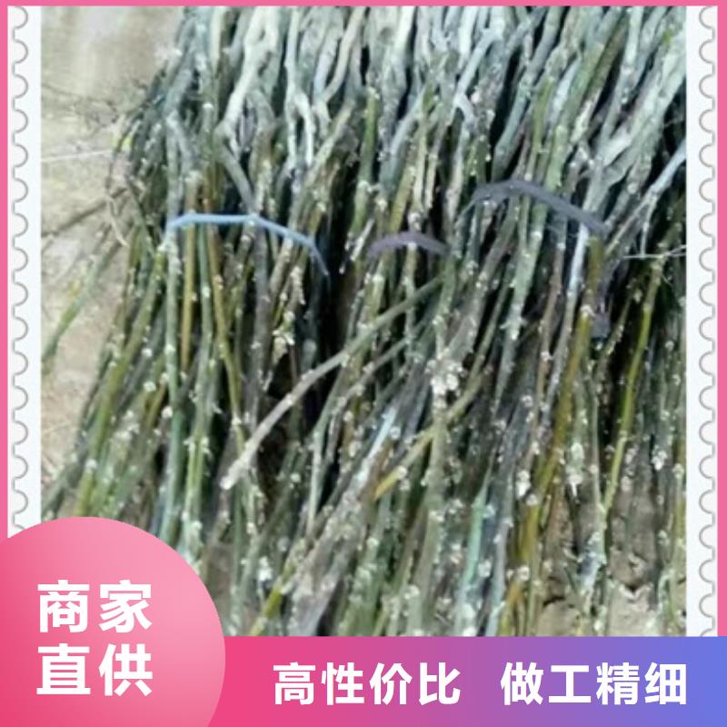 纸皮核桃树苗苗木基地