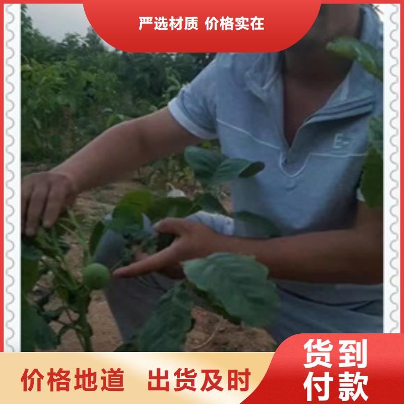 核桃苗种植方法