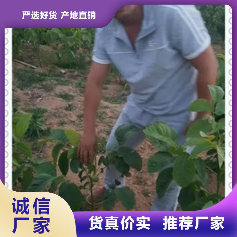 清香核桃树苗量大从优